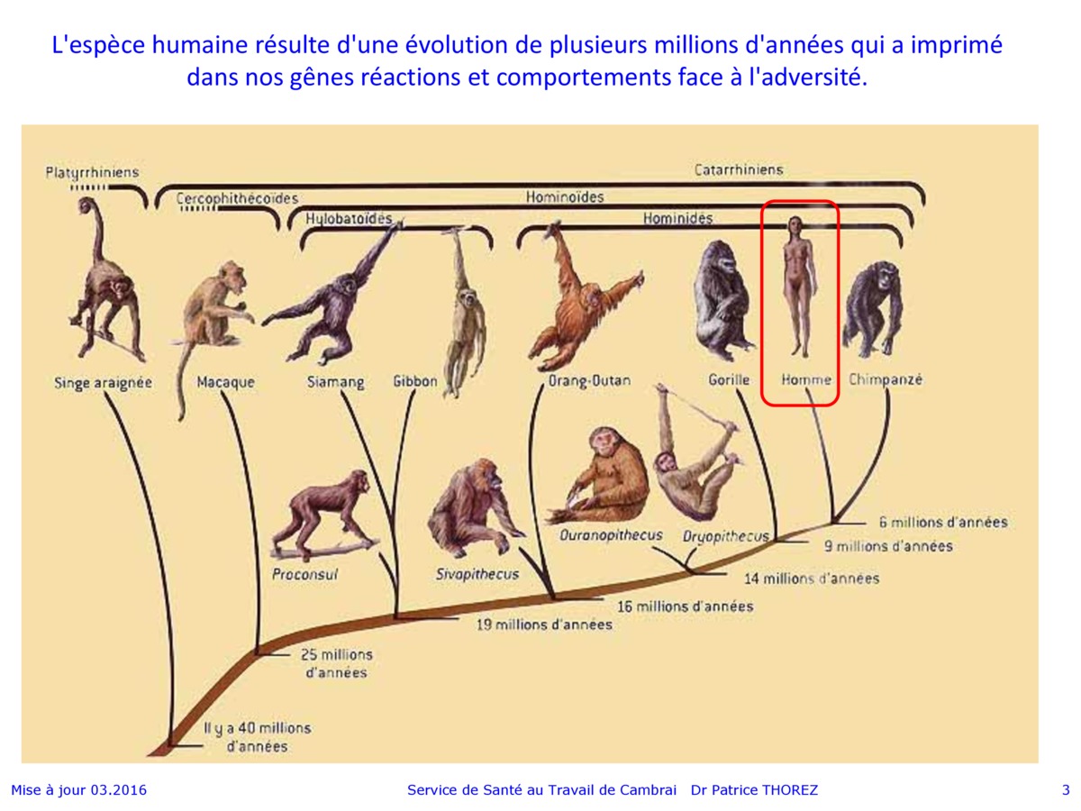 Приматы какое развитие. Филогенетическое Древо высших приматов. Филогенетическое Древо человекообразных обезьян. Эволюционное Древо приматов и человека. Эволюционное Древо гоминид.